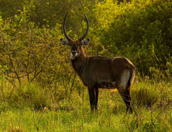 parkviewlakesafaris3