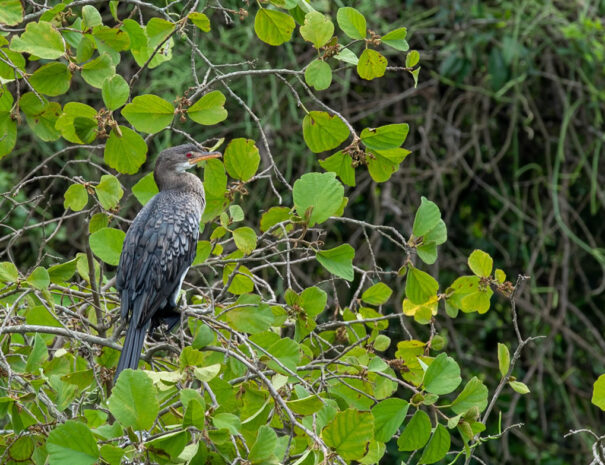 parkviewlakesafaris6